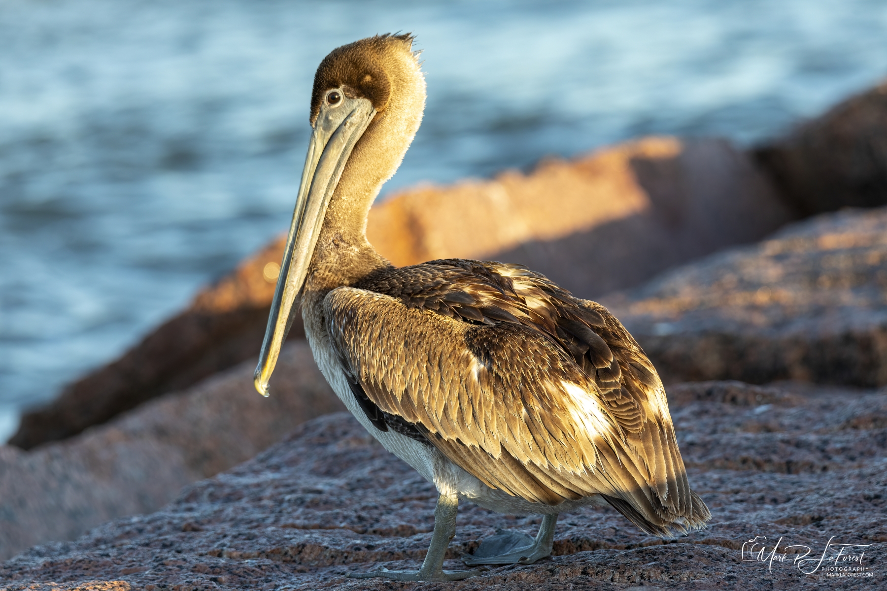 Brown Pelican, Port Aransas, Texas